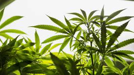 Man found asleep among cannabis plants appeals sentence