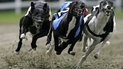Greyhound and coursing bodies to face questions on animal welfare