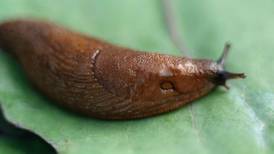 Our cool, rainy climate is heaven for sexed-up slugs