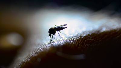 Researchers develop world’s most effective malaria vaccine