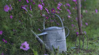 Carry on gardening: eight tips to help you garden through the crisis