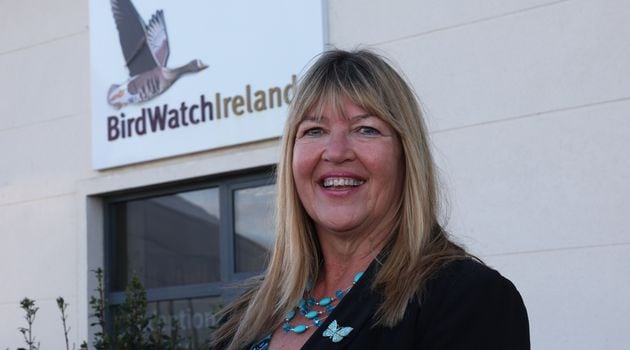 Gaji kepala eksekutif BirdWatch sebelumnya ‘terlalu tinggi’ kata incumbent – ​​The Irish Times