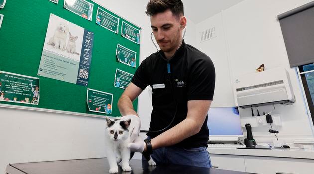 Sebagian besar siswa dokter hewan Irlandia dipaksa untuk belajar di luar negeri.  Itu mungkin akan berubah – The Irish Times