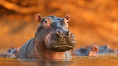 Making hippos an endangered species in the workplace