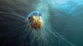 Ireland’s jellyfish: Before you swim in the sea this summer, check this guide to their stings