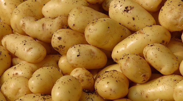 Para petani menyerukan penyelidikan atas kentang Prancis yang secara keliru ditandai sebagai Irlandia – The Irish Times