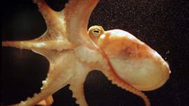 The clever enigmatic octopus and what we know about the species so far