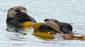 How the sea otter stays warm: a mystery that was recently solved