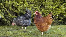 Chicken farm plan challenged on noise grounds