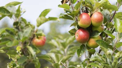 New plan to plant small orchards in Dublin city