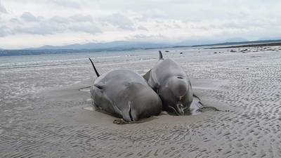 Seven whales beached in Co Donegal have died