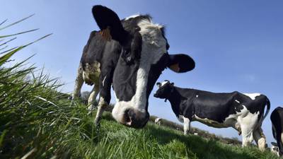 Irish Dairy Board seeks to milk market  by rebranding as Ornua as quotas end