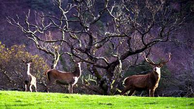 National parks  to get €500,000 cash injection