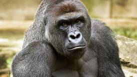 Mother of boy who fell into gorilla exhibit will not face charges